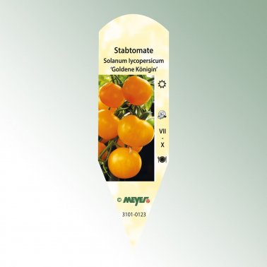Bild Stecketiketten Favorit Solanum Iyc. &#039;Goldene Königin&#039; 1
