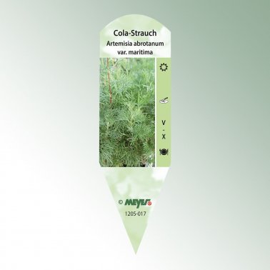 Bild Stecketiketten Favorit Artemisia abrotanum 1