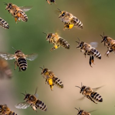 Bienenfutterpflanze mehrjährig - 500 g 1