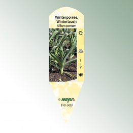 Bild Stecketiketten Favorit Allium porrum
