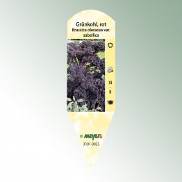 Bild Stecketiketten Favorit Brassica ol. var. sabellica