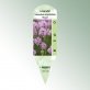 Bild Stecketiketten Favorit Lavandula angustifolia &#039;Rosea&#039; 1