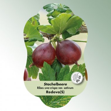 Bild Hängeetiketten Comfort Ribes uva-crispa var. sativum 1