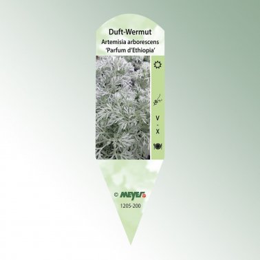 Bild Stecketiketten Favorit Artemisia arb. Parf.d&#039;Ethiop. 1