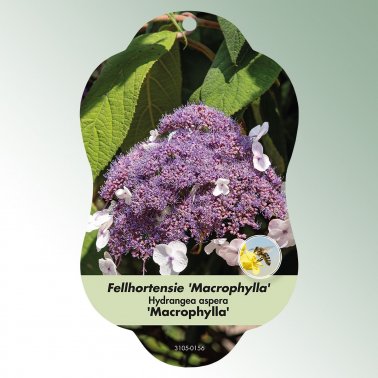 Bild Hängeetiketten Laub Hydrangea aspera &#039;Macrophylla&#039; 1