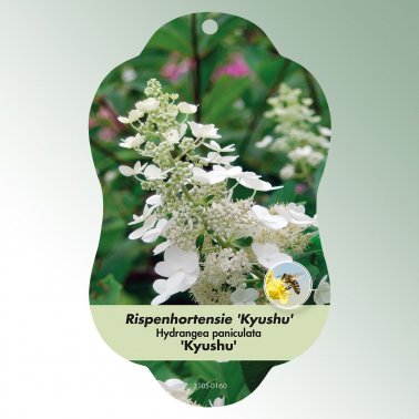 Bild Hängeetiketten Laub Hydrangea paniculata &#039;Kyushu&#039; 1