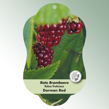 Bild Hängeetiketten Comfort Rubus fruticosus 1