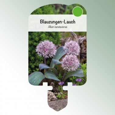 Bild Stecketiketten Stauden Allium karataviense 1