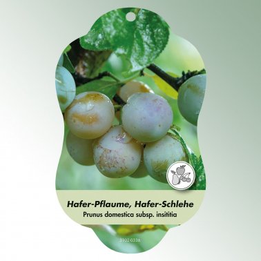 Bild Hängeetiketten Comfort Prunus dom. subsp. insititia 1