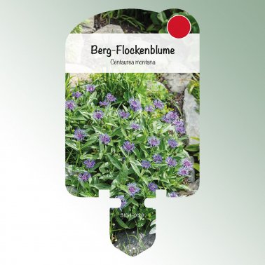 Bild Stecketiketten Stauden Centaurea montana 1