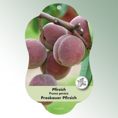 Bild Hängeetiketten Comfort Prunus persica 1