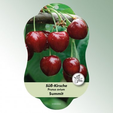Bild Hängeetiketten Comfort Prunus avium 1