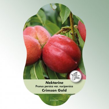 Bild Hängeetiketten Comfort Prunus persica var. nuci. 1