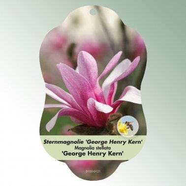 Bild Hängeetiketten Laub Magnolia stel. &#039;G. Henry Kern&#039; 1
