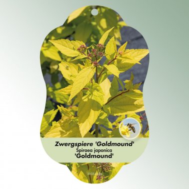 Bild Hängeetiketten Laub Spiraea japonica &#039;Goldmound&#039; 1