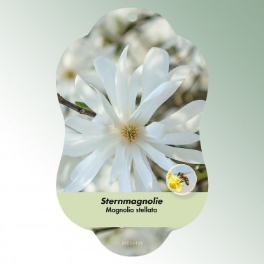 Bild Hängeetiketten Laub Magnolia stellata 1