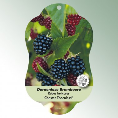 Bild Hängeetiketten Comfort Rubus fruticosus 1