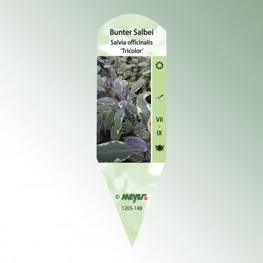 Bild Stecketiketten Favorit Salvia officinalis &#039;Tricolor&#039; 1