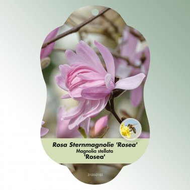 Bild Hängeetiketten Laub Magnolia stellata  &#039;Rosea&#039; 1