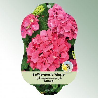 Bild Hängeetiketten Laub Hydrangea macrophylla  &#039;Masja&#039; 1