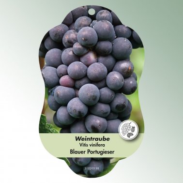 Bild Hängeetiketten Comfort Vitis vinifera 1