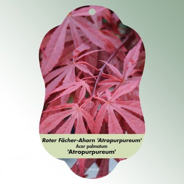 Bild Hängeetiketten Laub Acer palmatum &#039;Atropurpureum&#039; 1