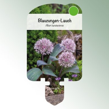 Image of stick-on labels for perennials Allium karataviense Blue-tongue leek