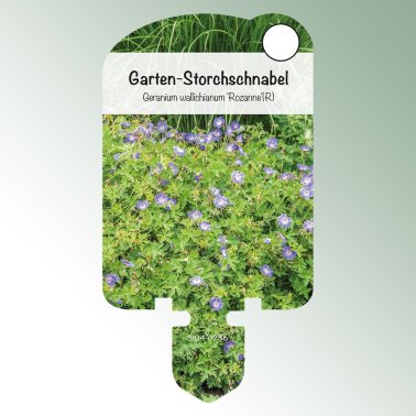 Bild Stecketiketten Stauden Geranium wall. 'Rozanne'(R) Garten-Storchschnabel