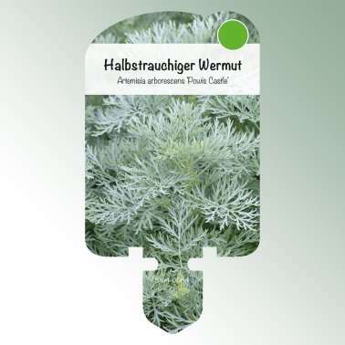 Bild på klisteretiketter perenner Artemisia ar. 'Powis Castle' Halvbuskig malört