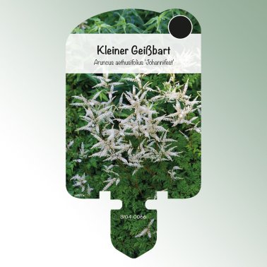 Bild av etiketter för perenna växter Aruncus aeth. 'Johannifest' Liten kaprifol