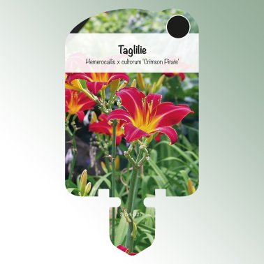 Image Stick-on labels perennials Hemerocallis 'Crimson Pirate' daylily