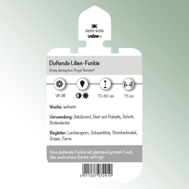 Image of perennial labels Hosta plant. 'Royal Standard' Fragrant lily funkia