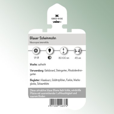 Bild Stick-on etiketter perenner Meconopsis betonicifolia Blå vallmo