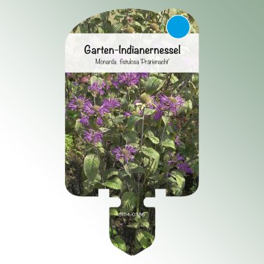 Bild Stecketiketten Stauden Monarda fist. 'Prärienacht' Garten-Indianernessel