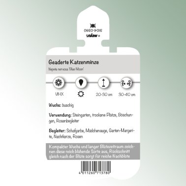 Bild Stecketiketten Stauden Nepeta nervosa 'Blue Moon' Geaderte Katzenminze