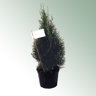 Standschild-DL 100 x 60 mm, weiß, unbedruckt, 50 Stück