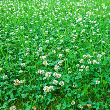 Kiepenkerl white clover, 1 kg