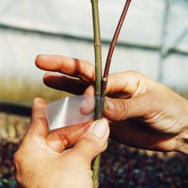 Medifilm Veredlungsband, 35 m
