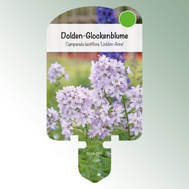 Image Étiquettes à piquer Plantes vivaces 'Loddon Anne' Campanule en ombelle