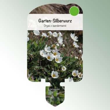 Bild av etiketter för perenna växter Dryas x suendermannii trädgårdssilverrot