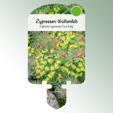 Picture labels perennials Euphorbia cypar. 'Fens Ruby' Cypress spurge