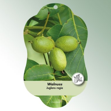 Bild Hängeetiketten Comfort Juglans regia Walnuss