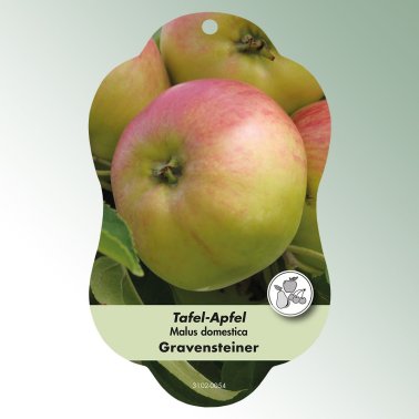 Bild Hängeetiketten Comfort Malus domestica Apfel Gravensteiner