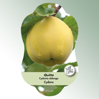 Bild Hängeetiketten Comfort Cydonia oblonga Quitte Cydora