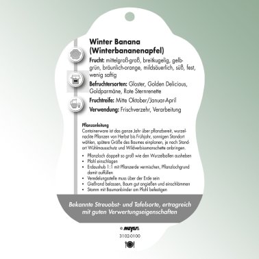 Bild Hängeetiketten Comfort Malus domestica Apfel Winterbananenapfel