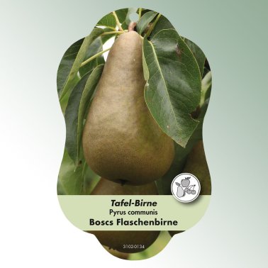 Bild Hängeetiketten Comfort Pyrus communis Birne Boscs Flaschenbirne