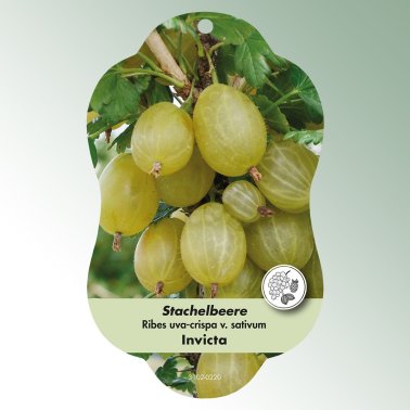 Bild Hängeetiketten Comfort Ribes uva-crispa v. sativum Stachelbeere Invicta