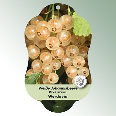 Bild Hängeetiketten Comfort Ribes rubrum Johannisbeere weiß, Werdavia