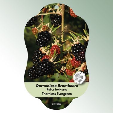 Bild Hängeetiketten Comfort Rubus fruticosus Brombeere Thornless Evergreen