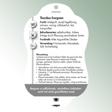 Bild Hängeetiketten Comfort Rubus fruticosus Brombeere Thornless Evergreen